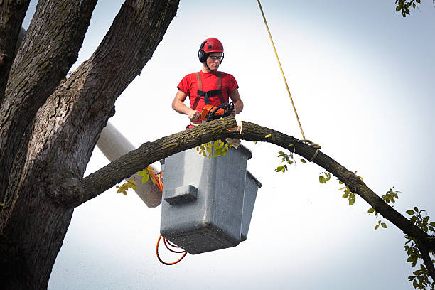 Best Tree Cabling and Bracing  in Scandia, MN